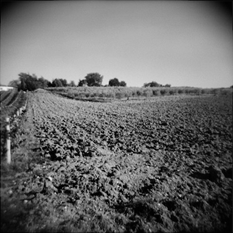 Umbrian Crops