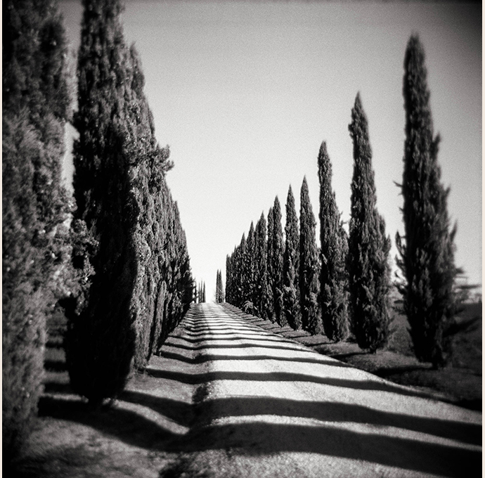 Cypress Trees, Tuscany