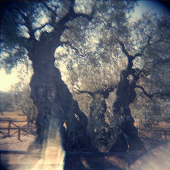 Ancient Olive Tree In Trevi